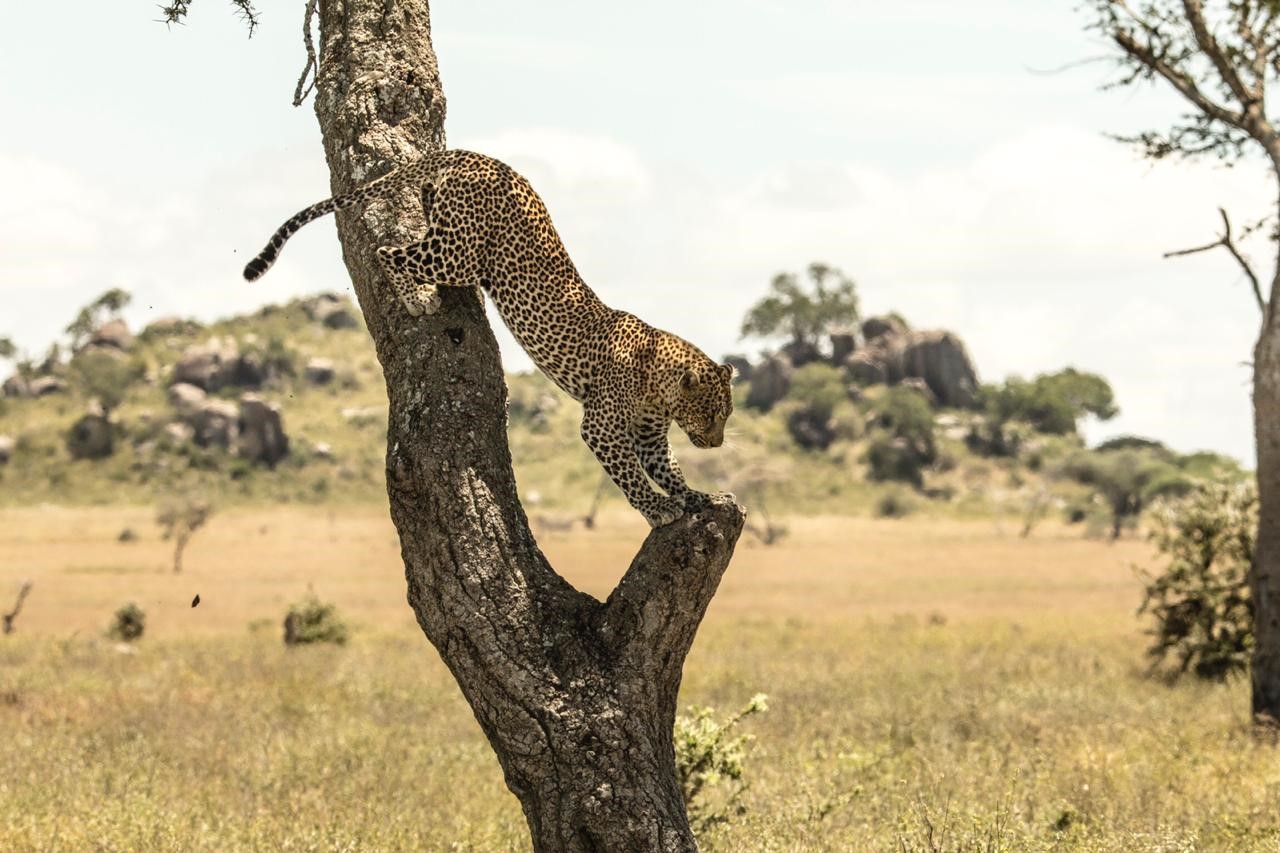 leopardo en arbol